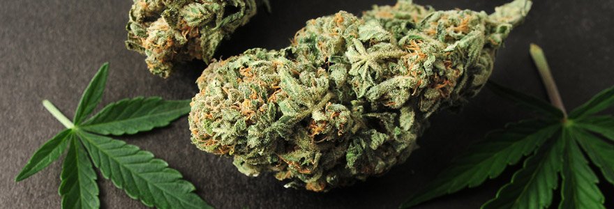 Fleur de CBD